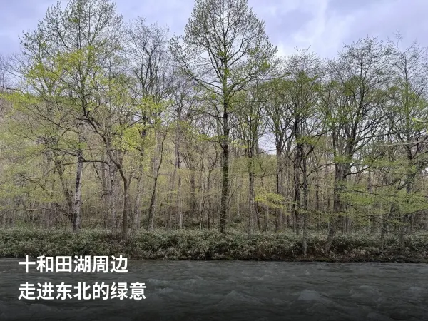 十和田地区奥入濑溪流的初春新绿