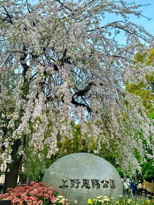 上野公园的石碑与垂枝樱花