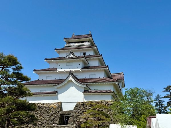 会津若松鹤城的白色天守与松树