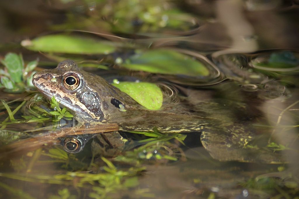 'An alternative reality': how sound recordings reveal the secret world of ponds