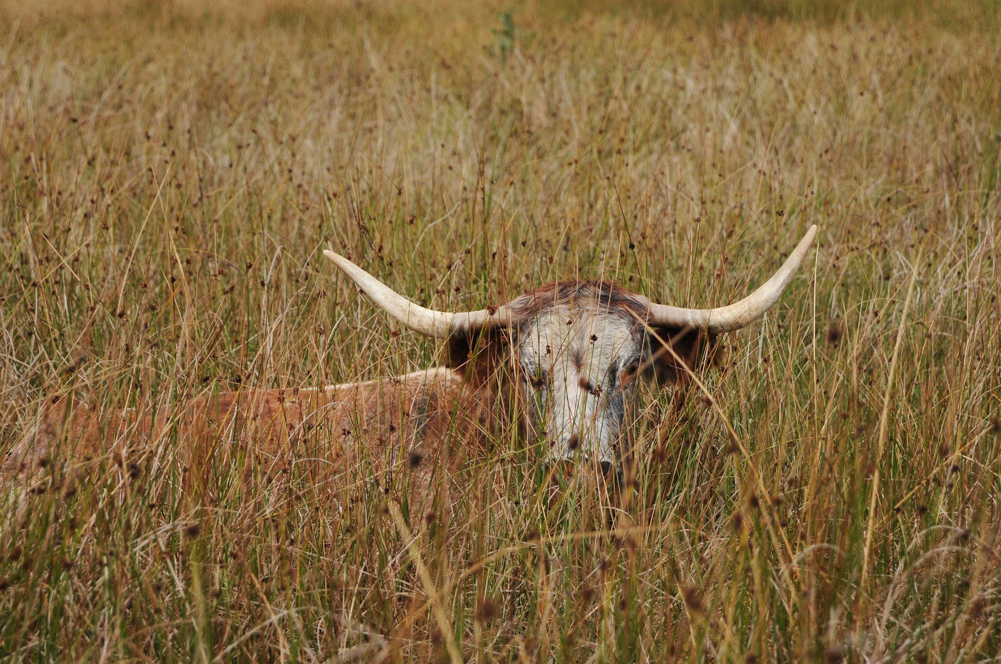 Rewilding: full responses from councils