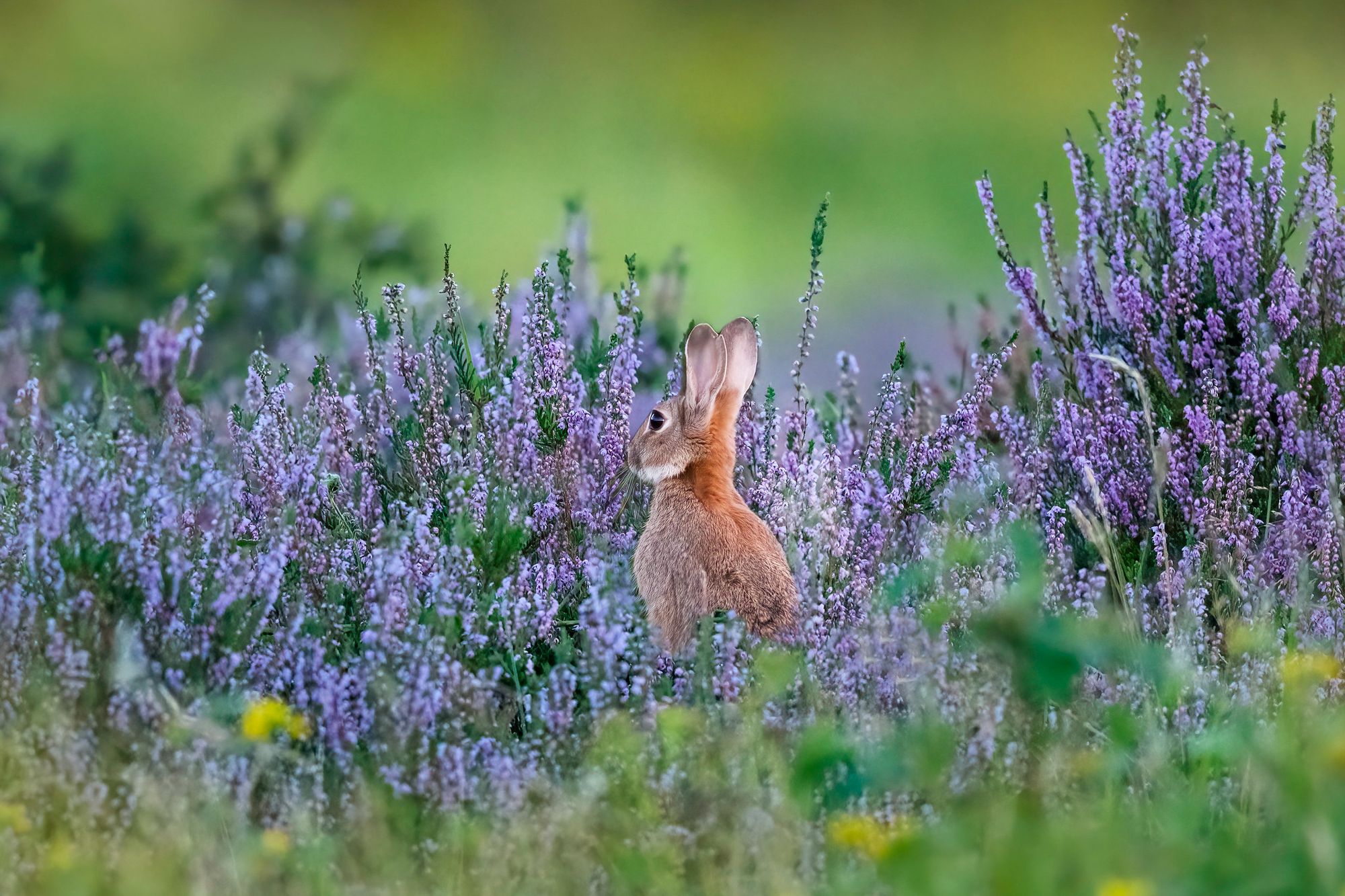 The bleak, industrial beauty of Scotland's heather moorlands