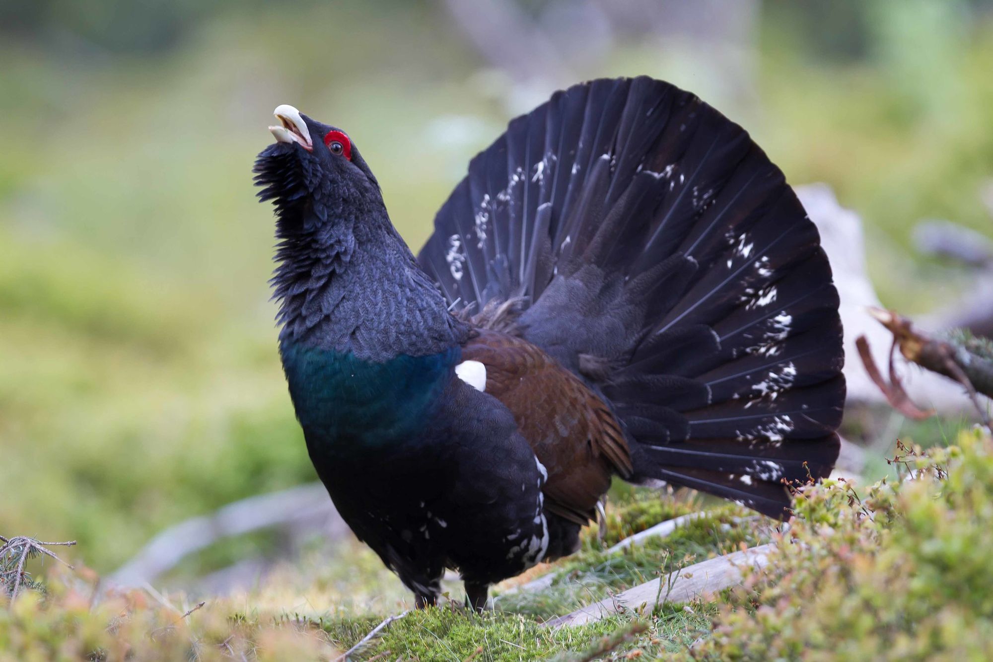 Soil Health & Capercaillie Genes