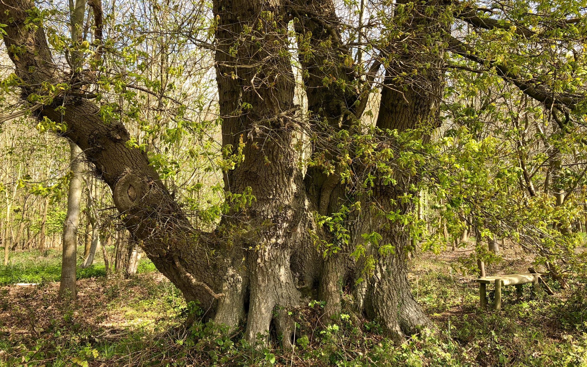 The wood and the road: my battle to save an irreplaceable ecosystem
