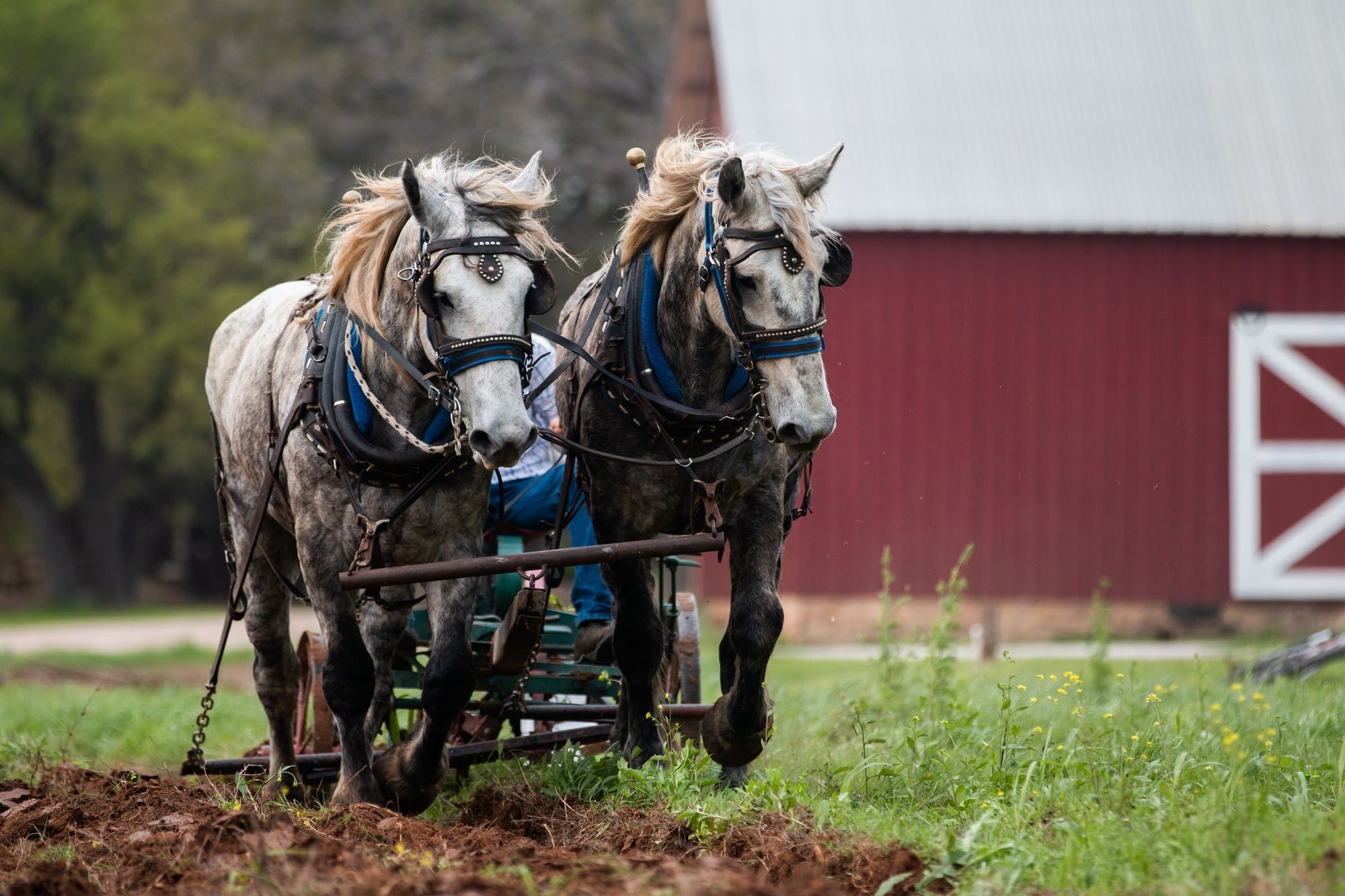HS2 Warning & Shire Horses