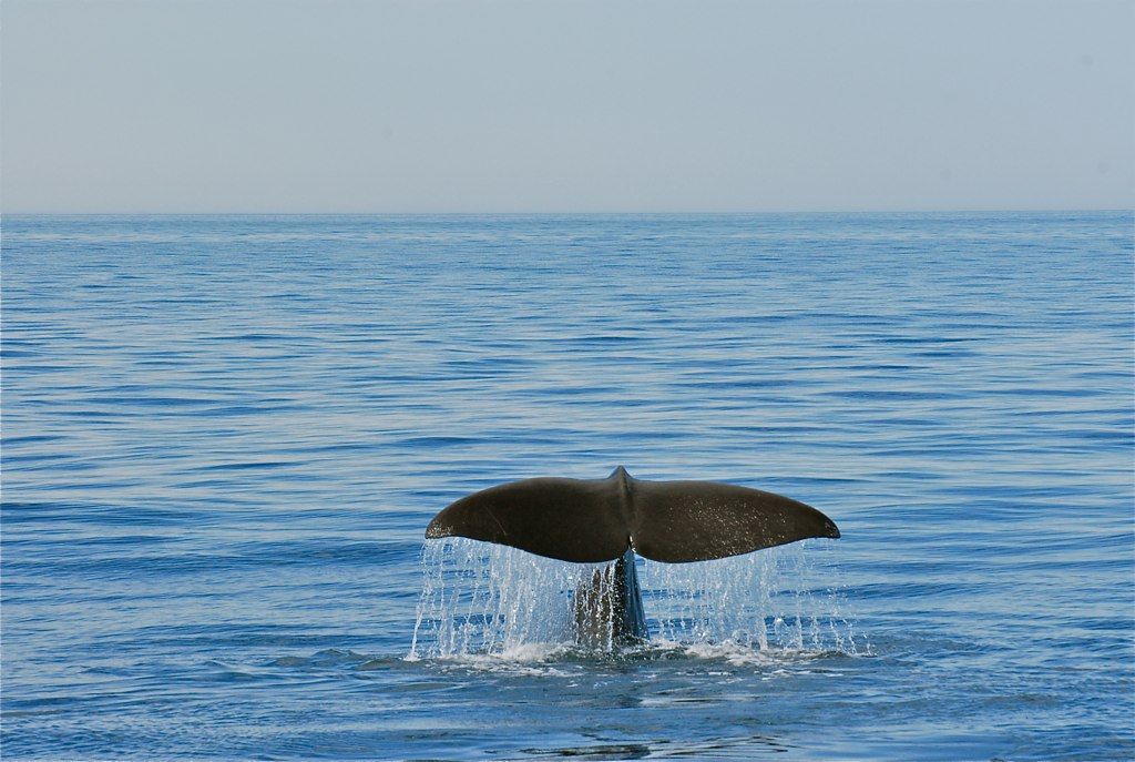 How to save the whales