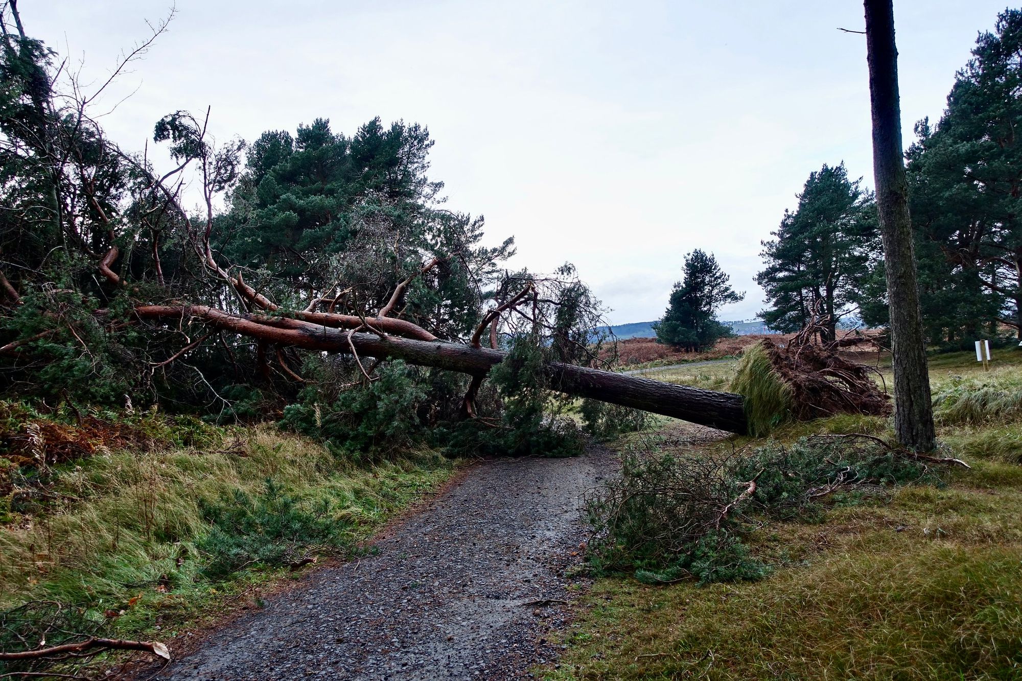 Storm Arwen & Farming Subsidies