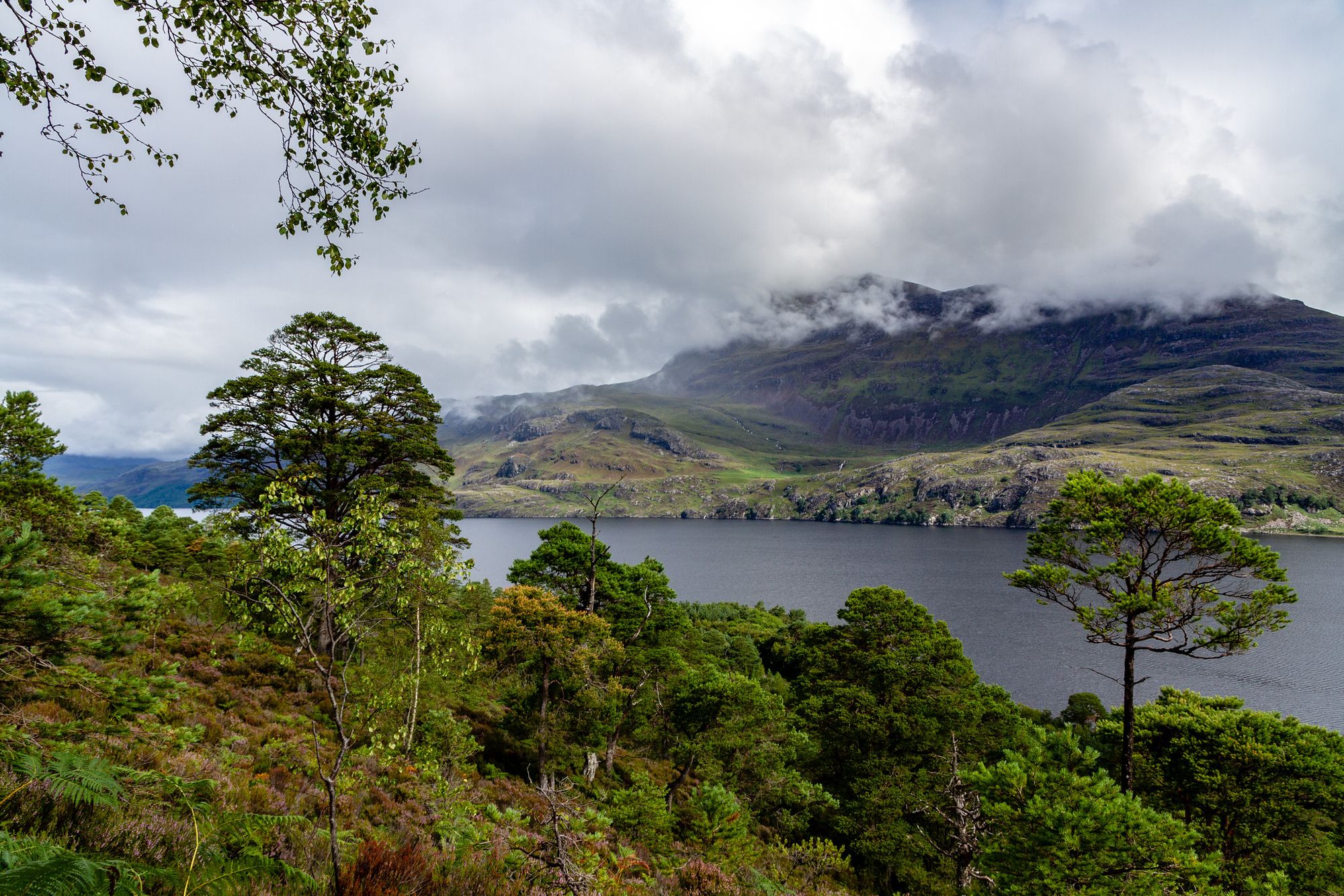 Landscape Protection & Rainforest Regeneration