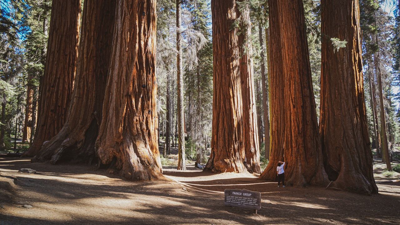 Giant Sequoias & Black Death