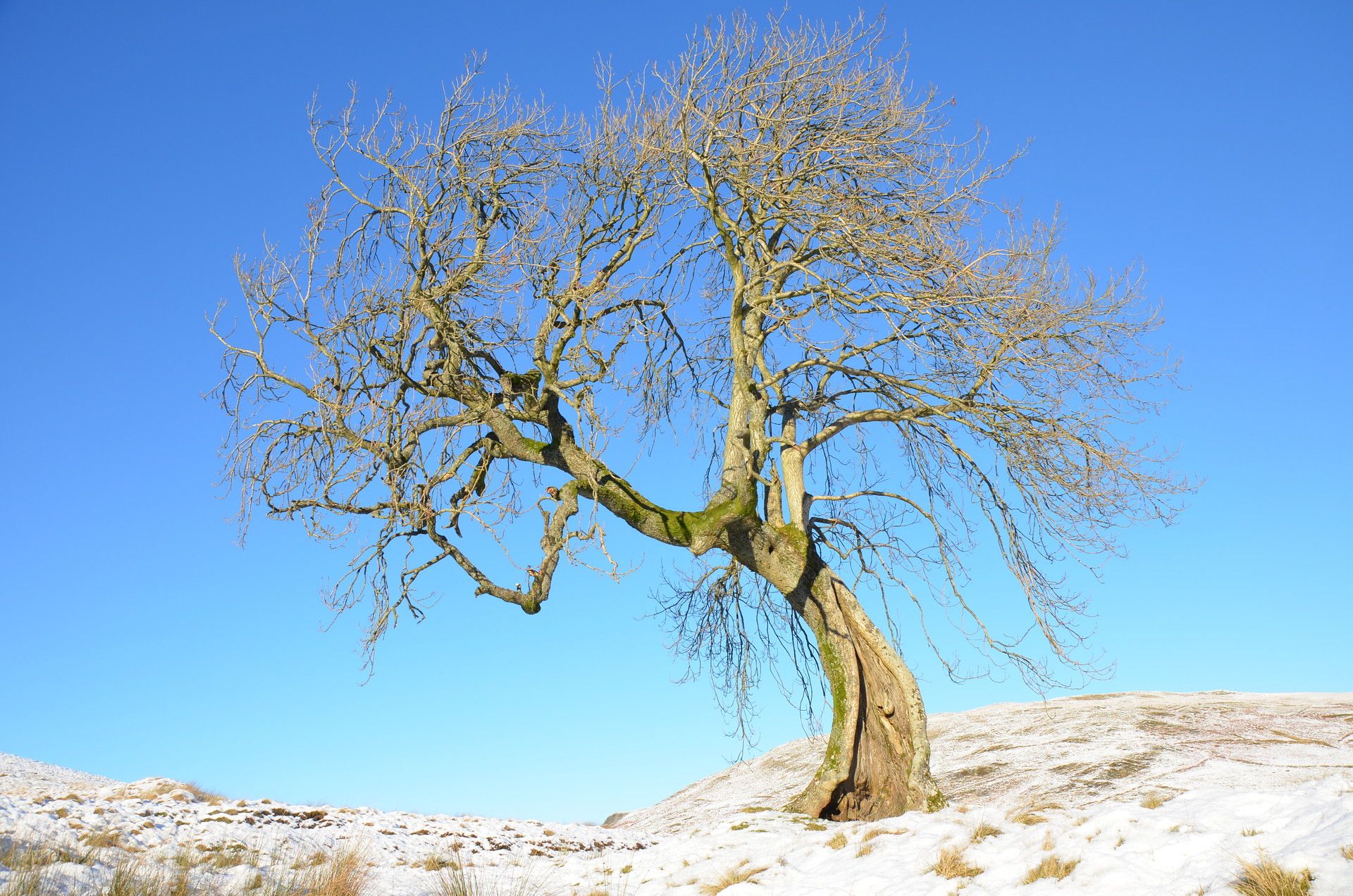 The silver lining to Britain's ash dieback crisis? More deadwood.