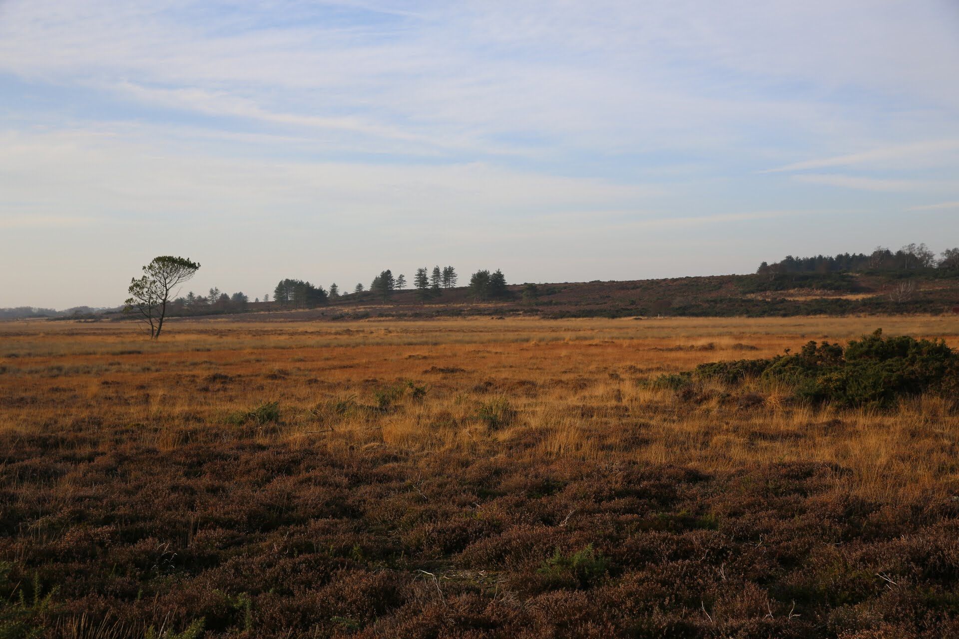 Cows, collars and a fake wolf: How to rewild in a very human landscape