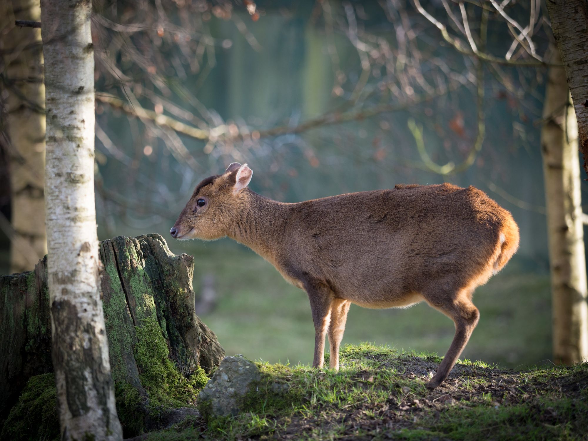 'You've got to be pretty ruthless': Why the future of nightingales depends on deer hunters