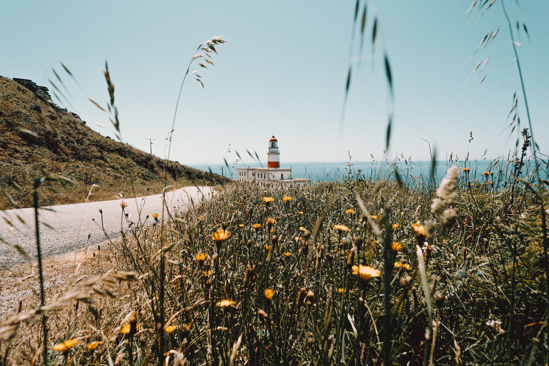 Roadside Restoration & Farming Abolition