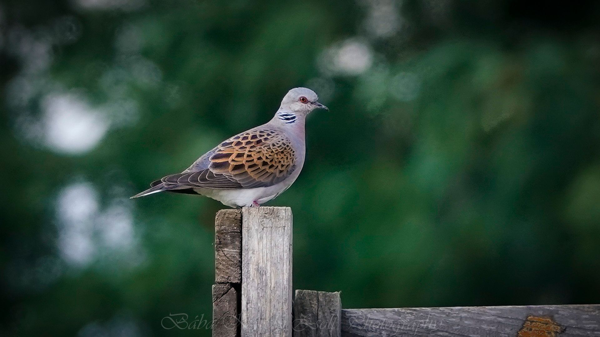 Biodiversity Strategy & Turtle Dove Decline