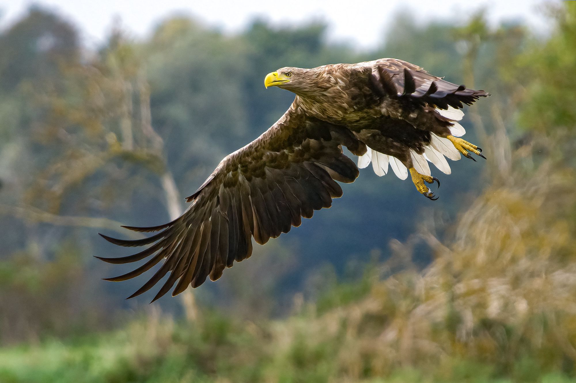 Sea Eagles & Tree Hugging