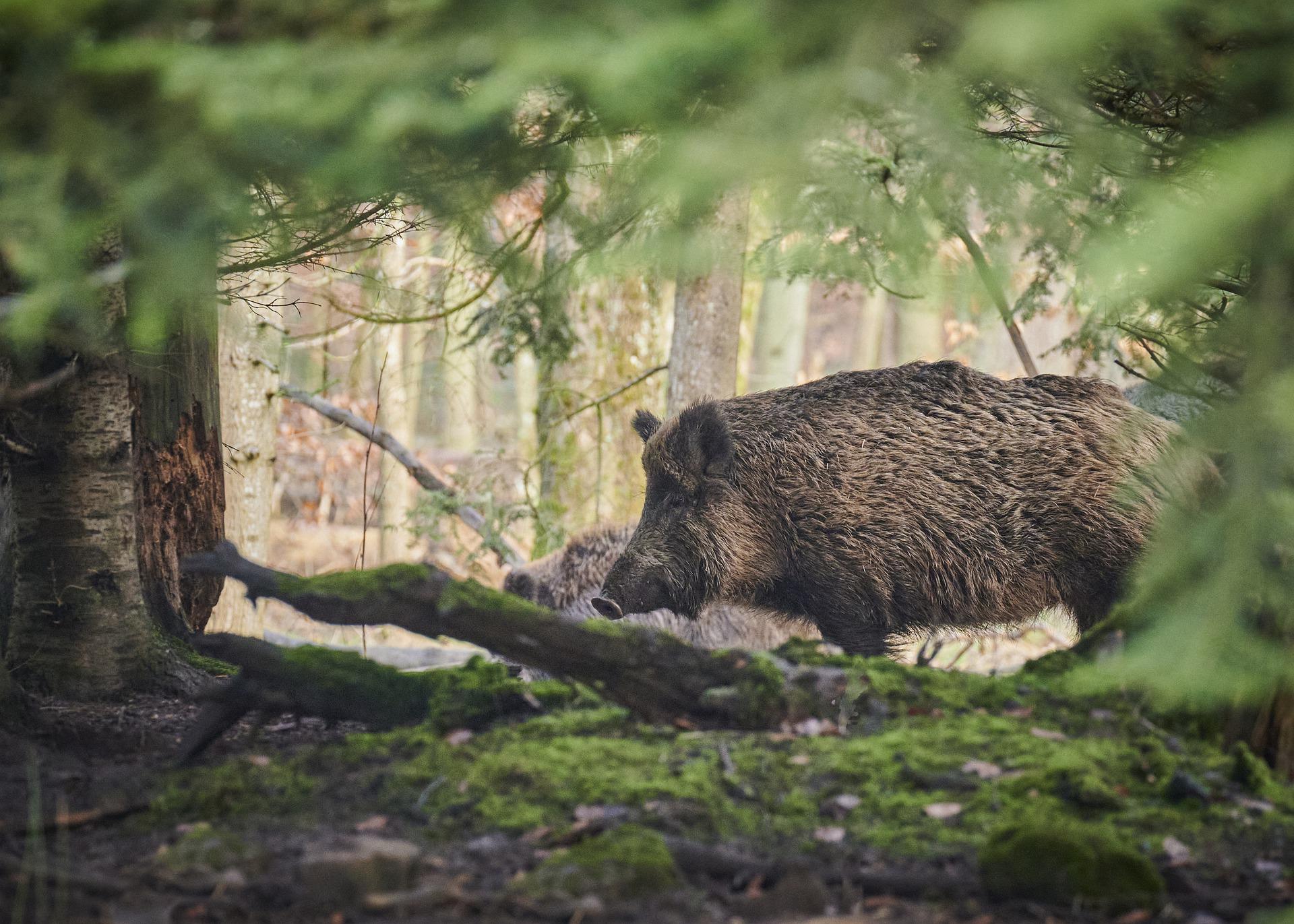 'They just fit': Has the wild boar been over-culled?