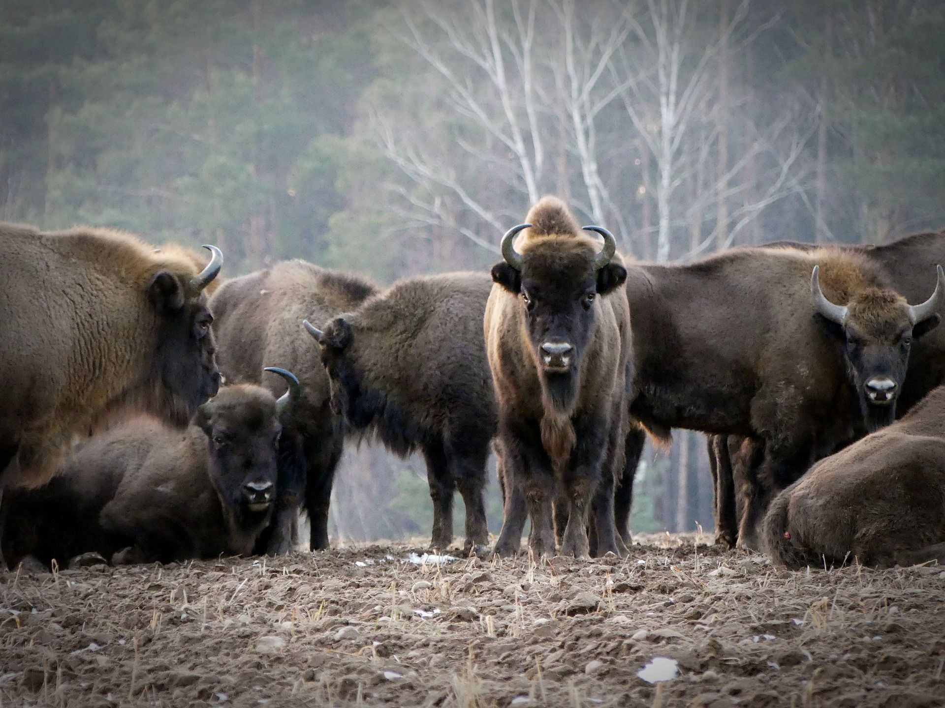 Heatwave Troubles & Wild Bison