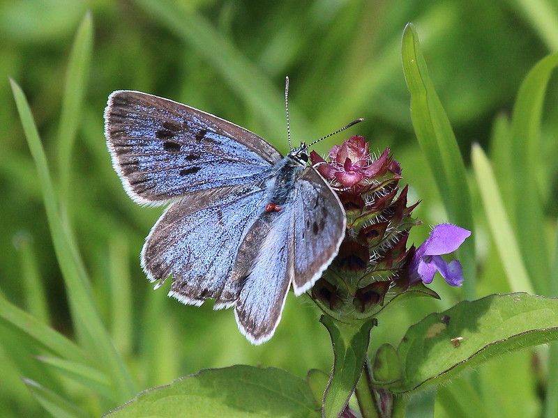 Sewage Saga & Thriving Butterflies