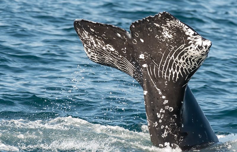 Peat Ban & Whale Song