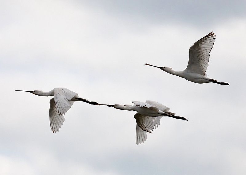 COP15 & Spoonbill Expansion