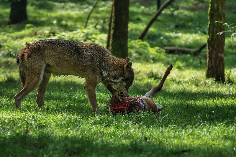 Wolf Reintroduction & Chalk Streams