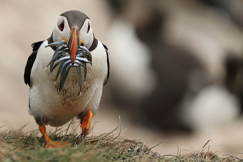 Saving Seabirds & Botanical Decline