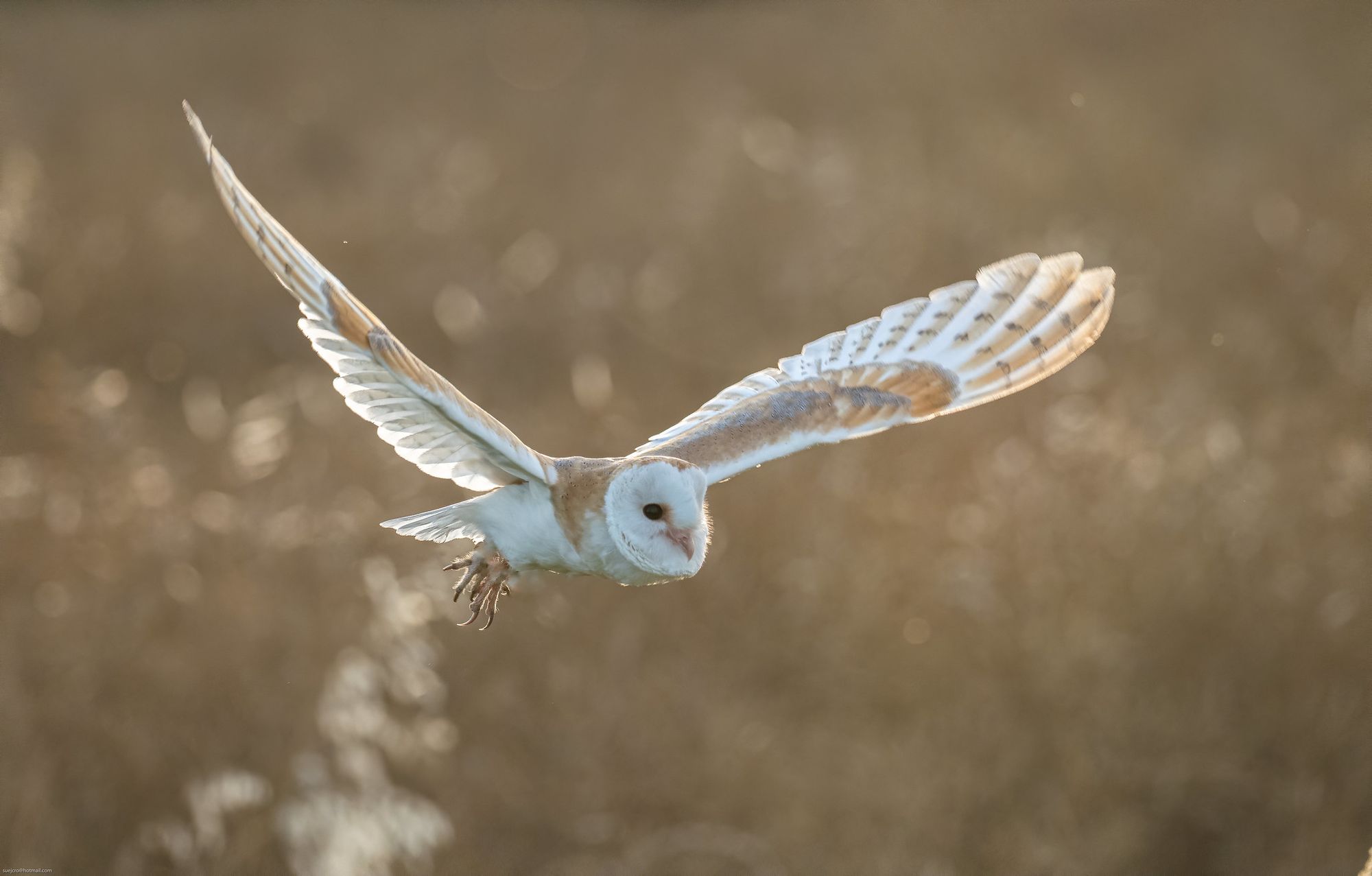 Spring Statement & Bats Versus Owls