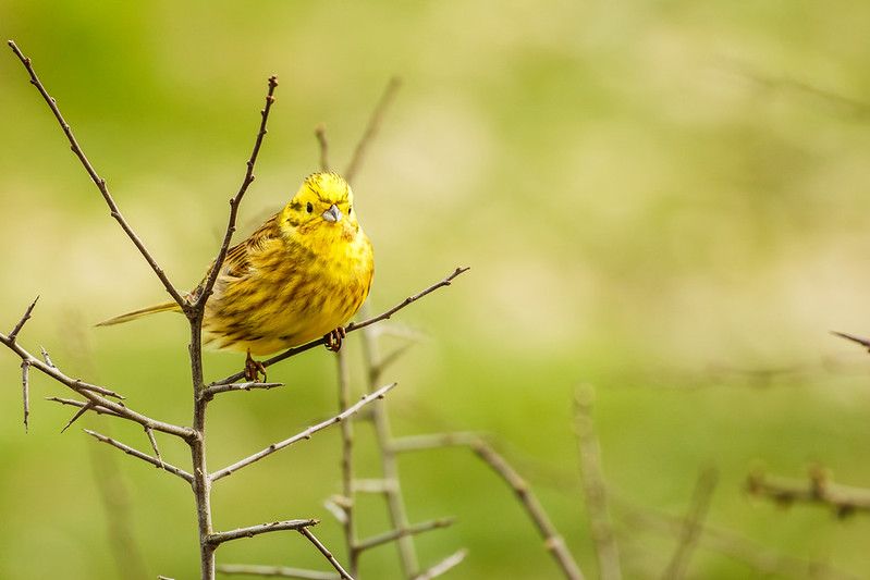 Scottish Estates & Wild Bird Decline
