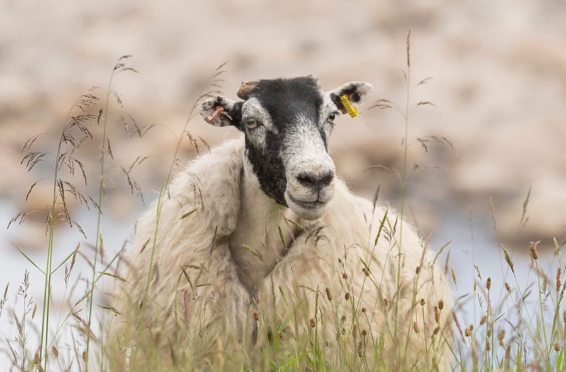 Scottish Government & Regenerative Wool