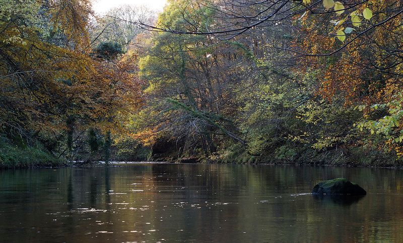 Chemical Cocktails & Wildflower Meadow