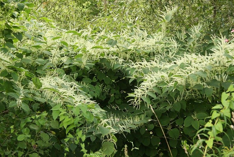 Green Belt & Japanese Knotweed