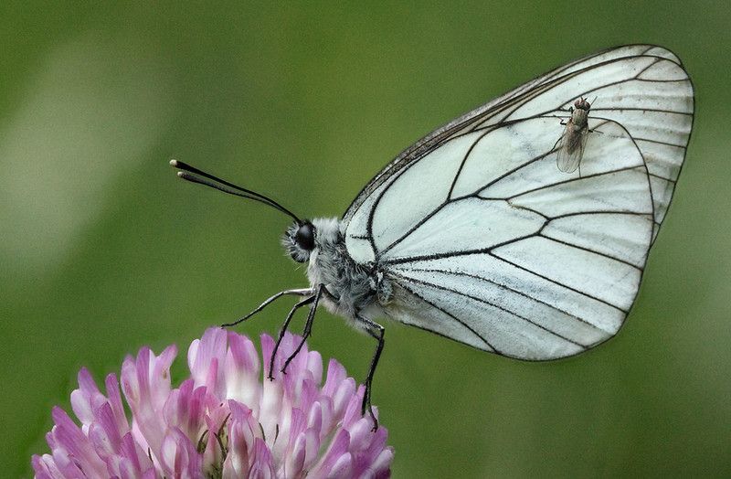 Caroline Lucas & Butterfly Reintroduction