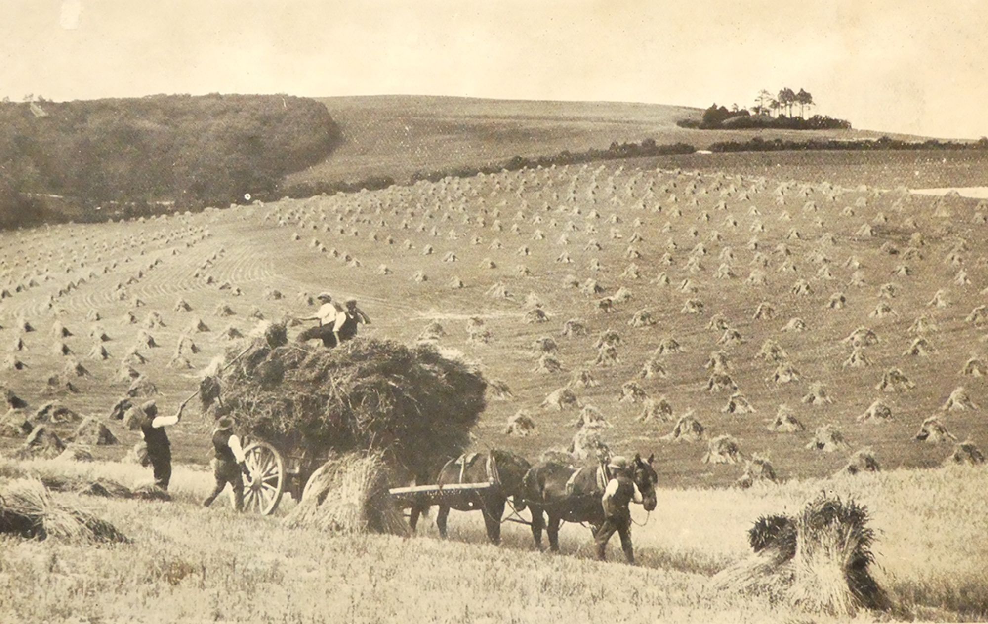 Forget the calendar: haymaking must reconnect with the seasons