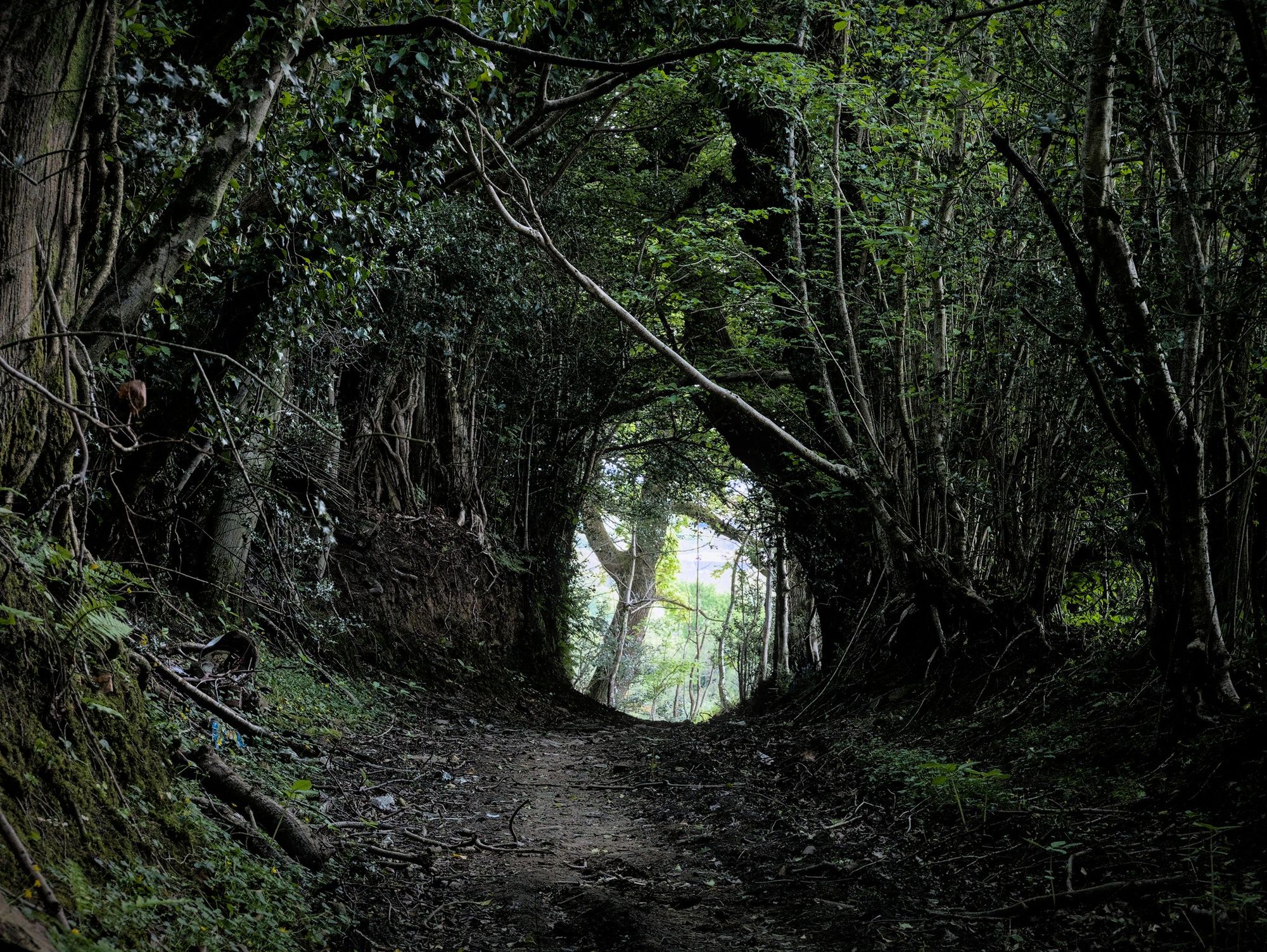 Ocean Protection & Holloway Ecology