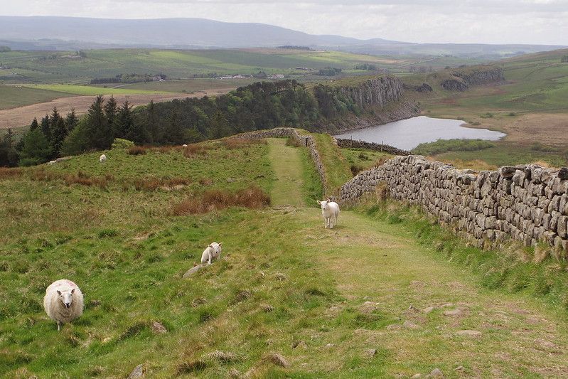 Rewilding Project & Natural Beekeeping