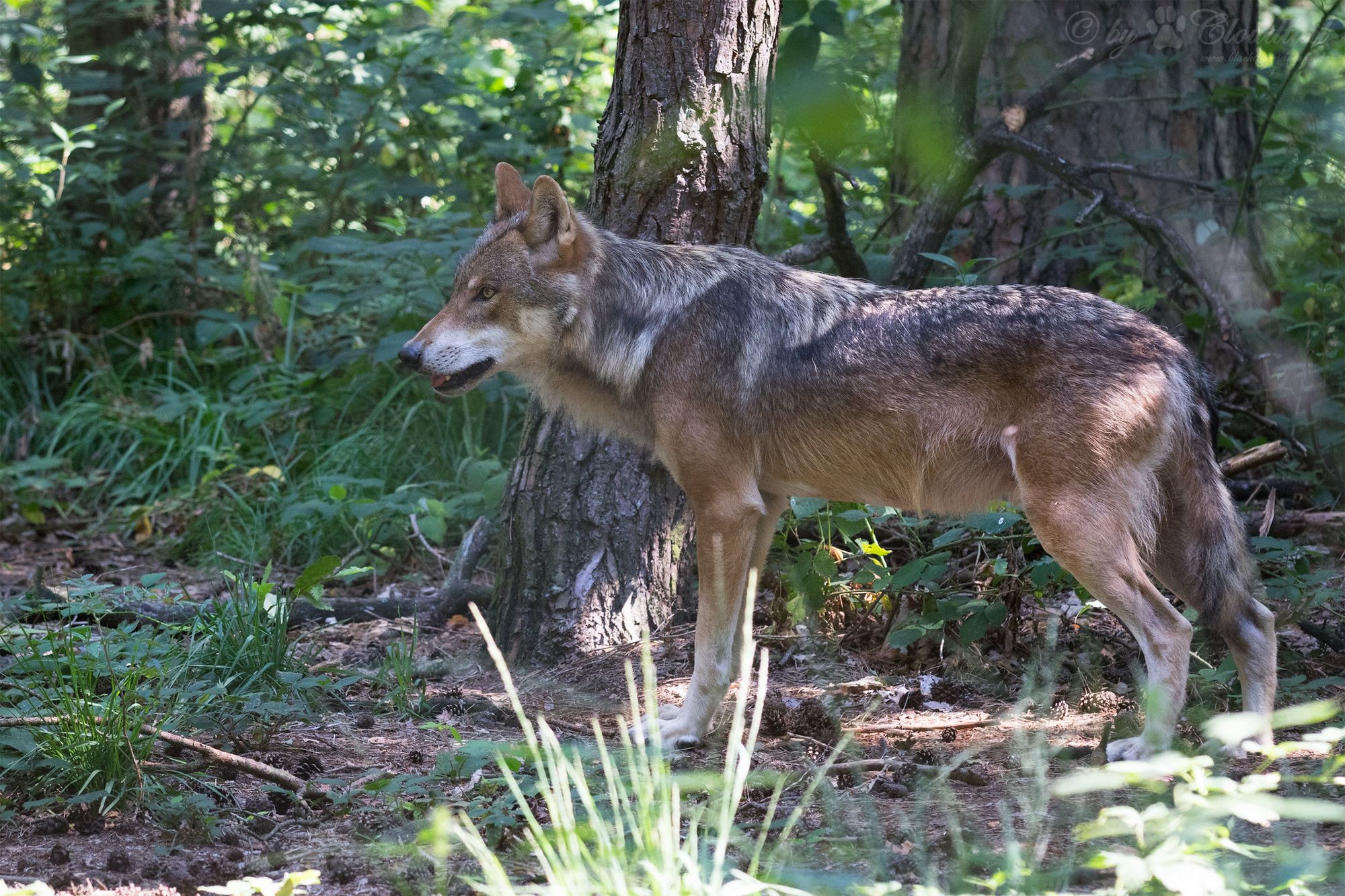 Grouse Row & Wolf Reintroduction