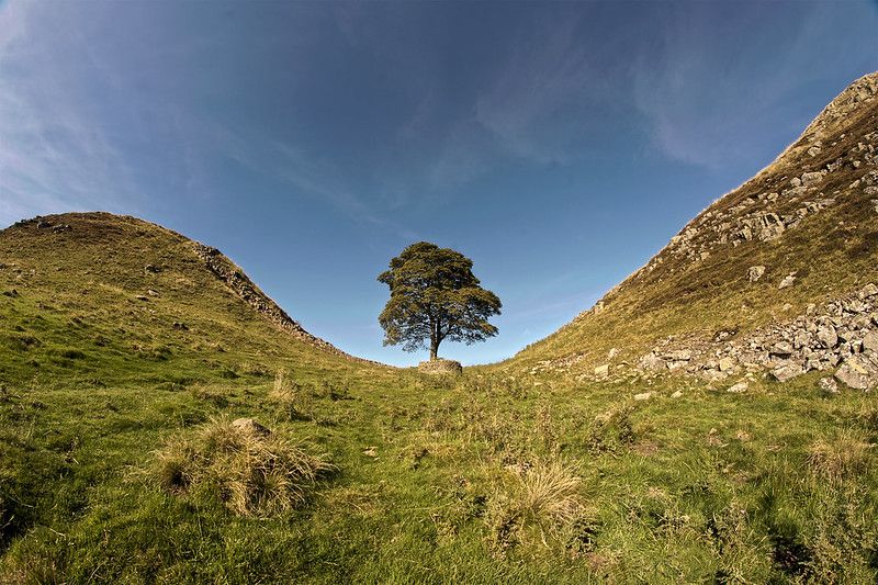 Sycamore Gap & State of Nature