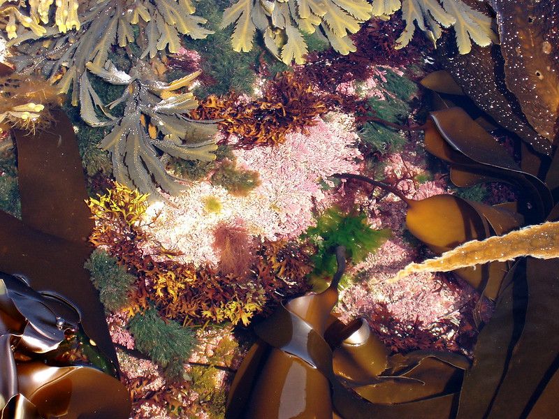 Scottish Wildcats & Eating Seaweed