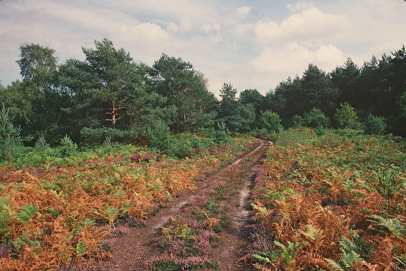Building on Scrubland & Beavers in London