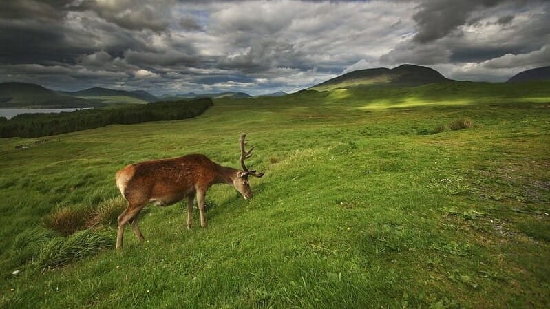Deer Culling Rules & Heathland Carbon
