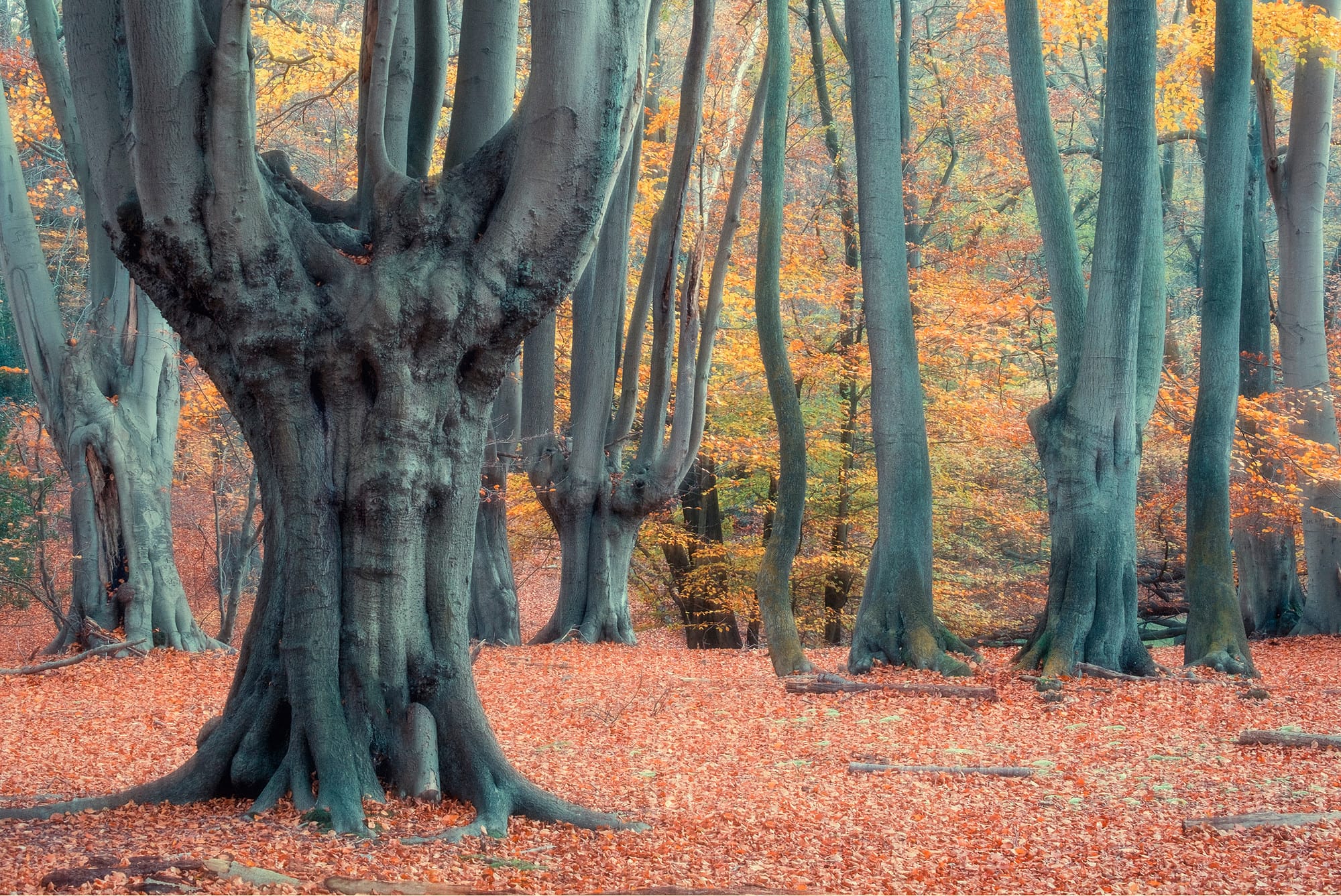 Crane Recovery & Epping Forest