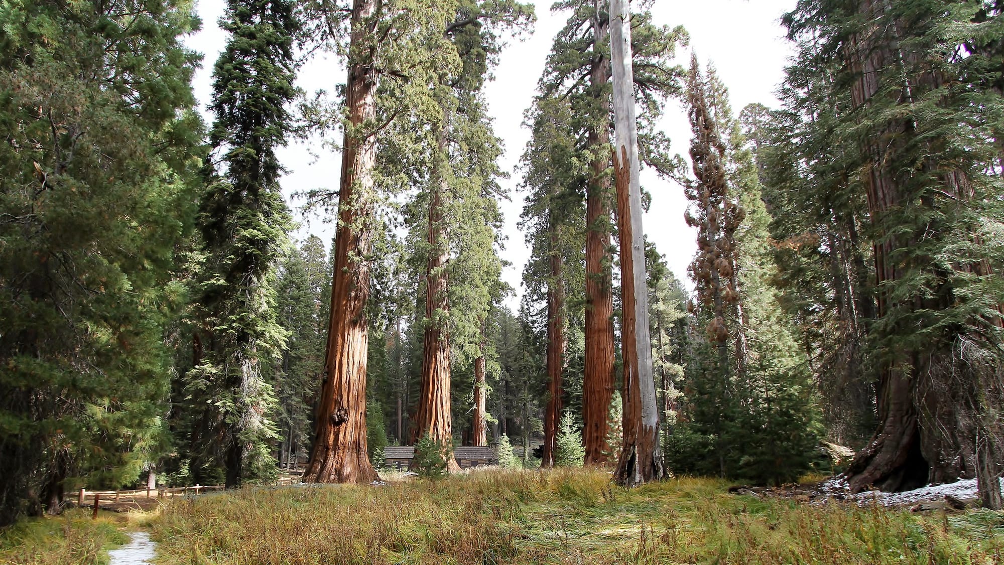 Green Finance & Giant Sequoias