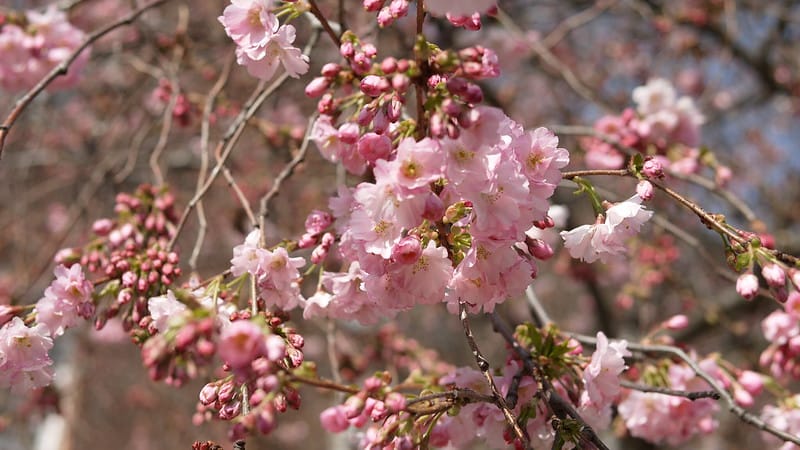 Labour Promises & Fossil Blossom