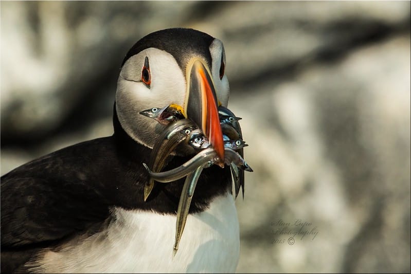 Sandeel Fishing & Worm Charming