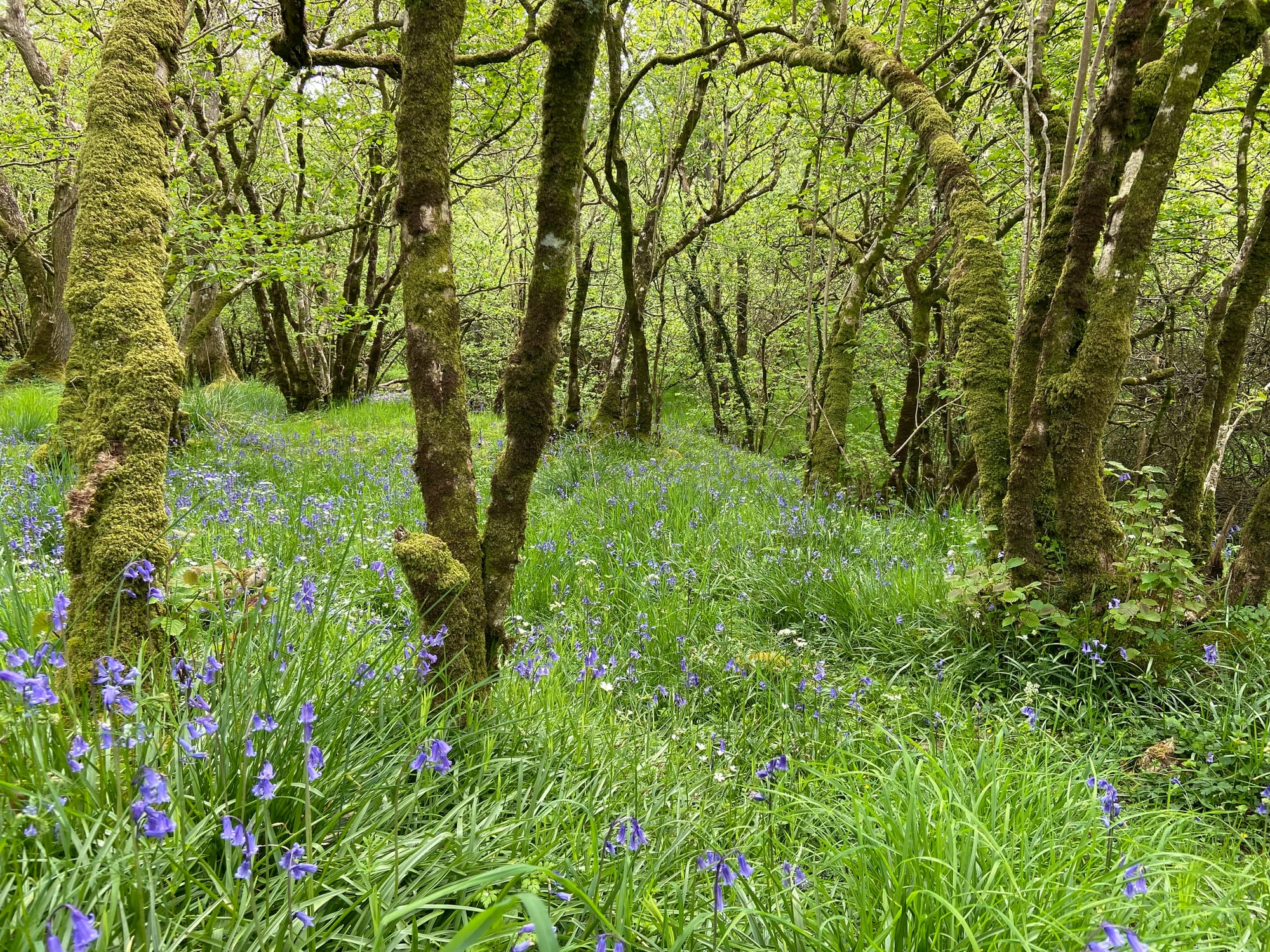 Britain has no wilderness left – we must protect its wildness