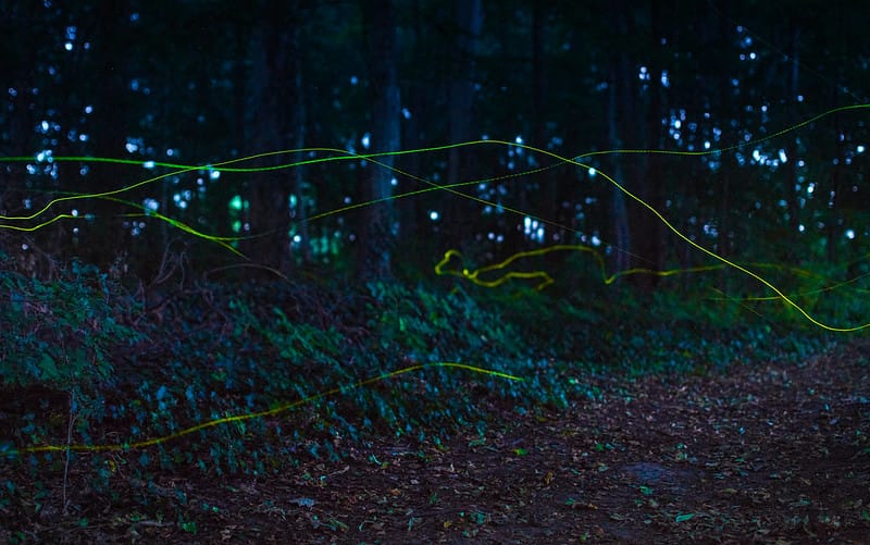 Nature Protest & Firefly Decline