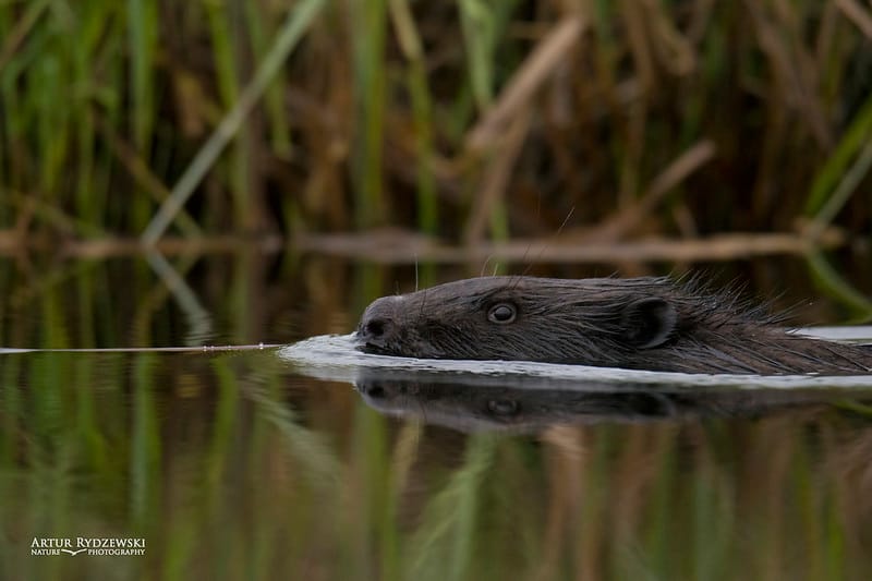New Labour Policies & Urban Beavers