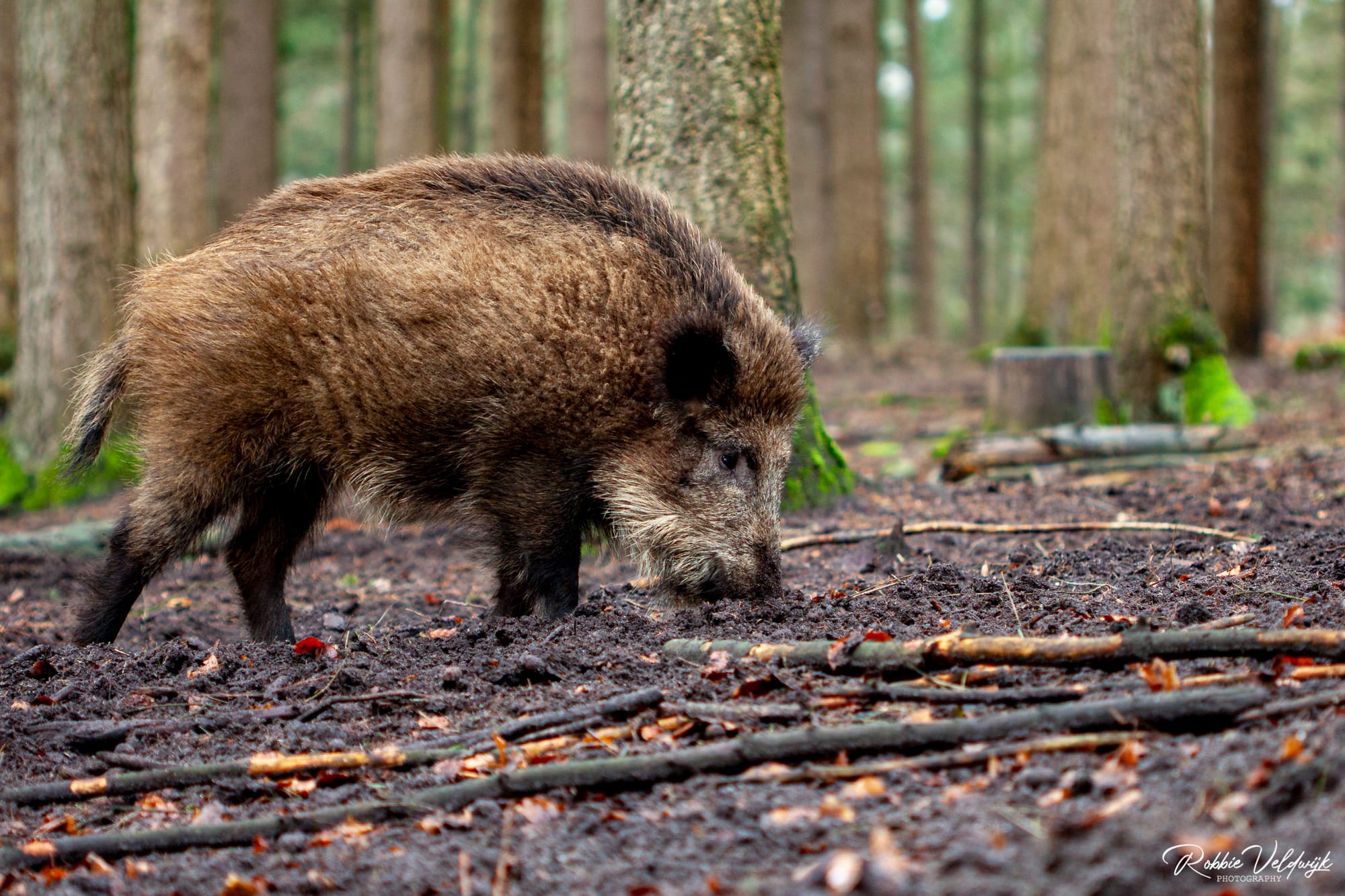 Farming Budget Cuts & Wild Boar Benefits