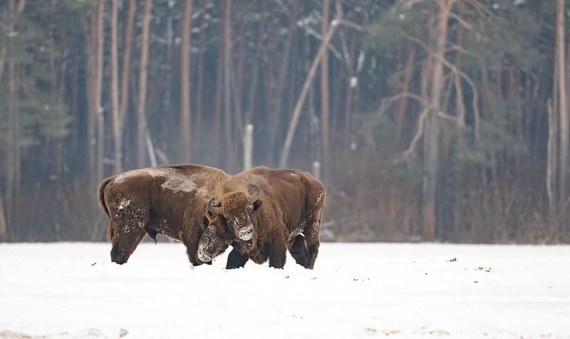 Biodiversity Summit & Pleistocene Rewilding