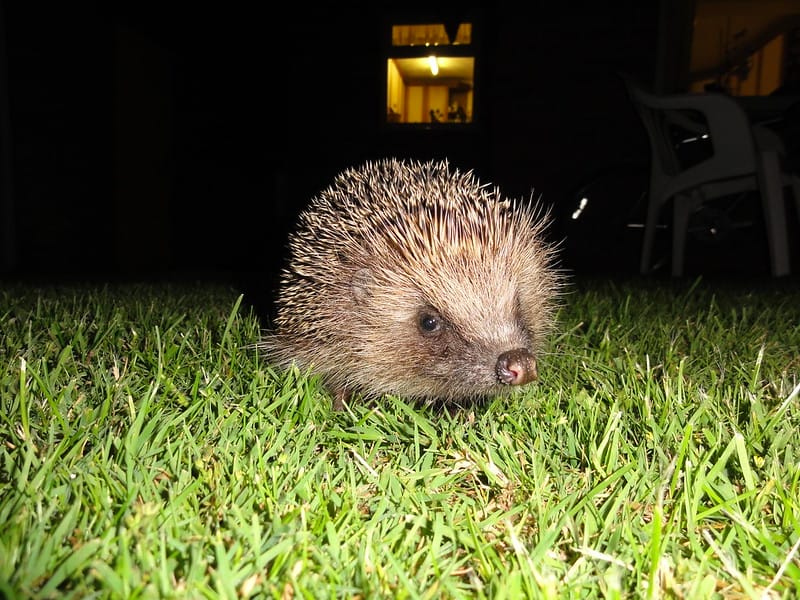Fungi Conservation & Hedgehog Strategy
